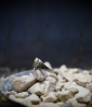 Bague en argent et or (piece unique  Lovely Storm).