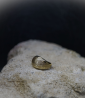 Bague en Or 18 KT.  Matière: Or 750/1000  Poids: 5,6 grammes