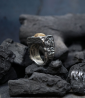 Krazystones ring in silver and fossil