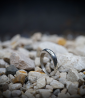 Bague martelet de créatrice en argent massif.